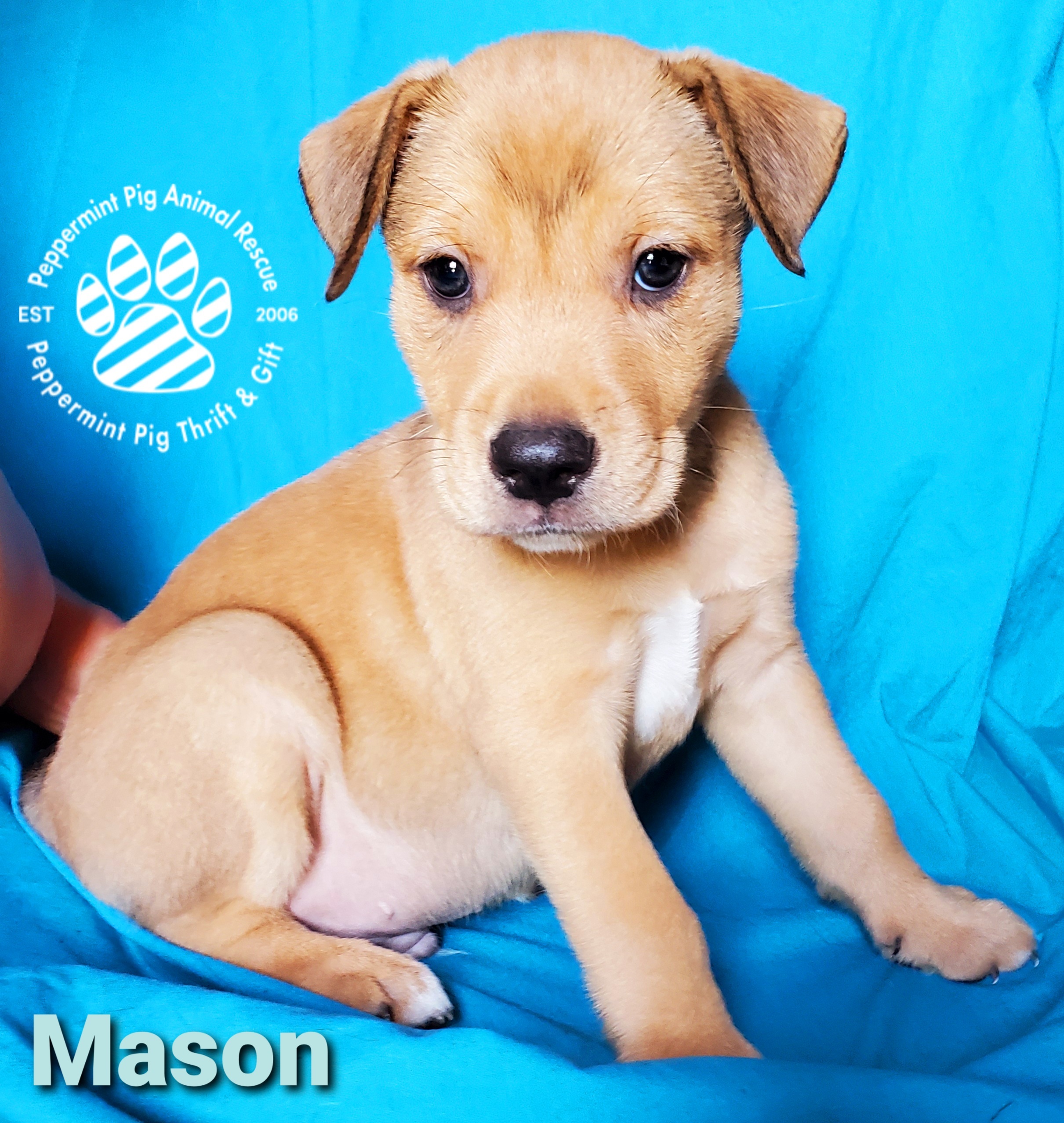 Mason Adoption Pending detail page