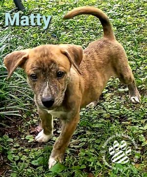 Matty ADOPTION PENDING