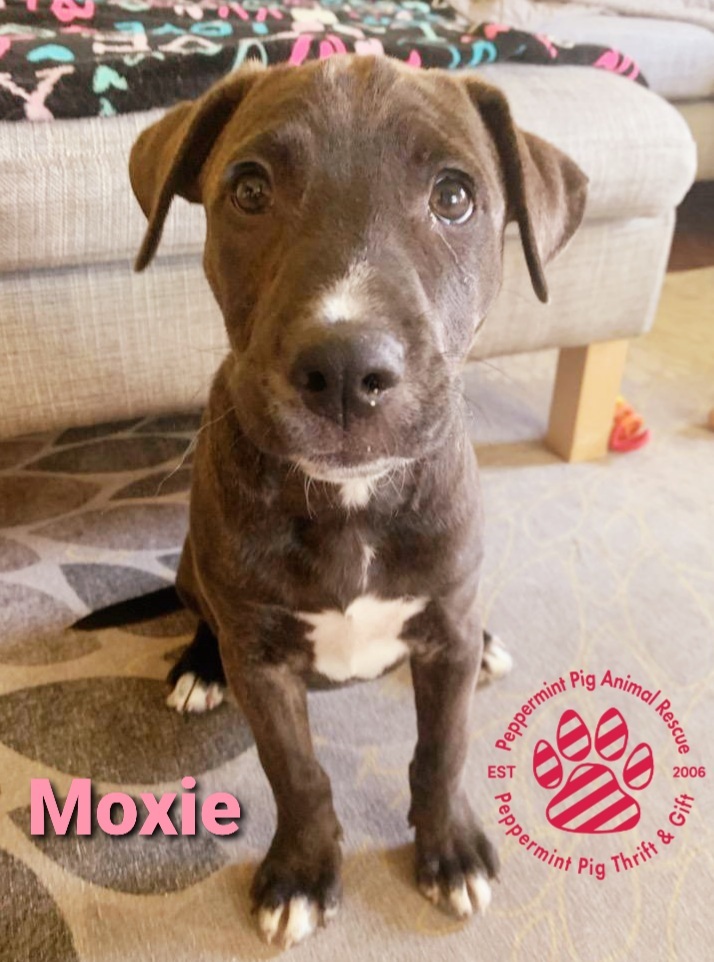 Moxie Adoption Pending detail page