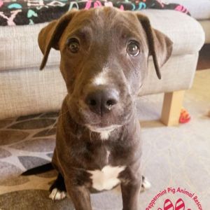 Moxie ADOPTION PENDING