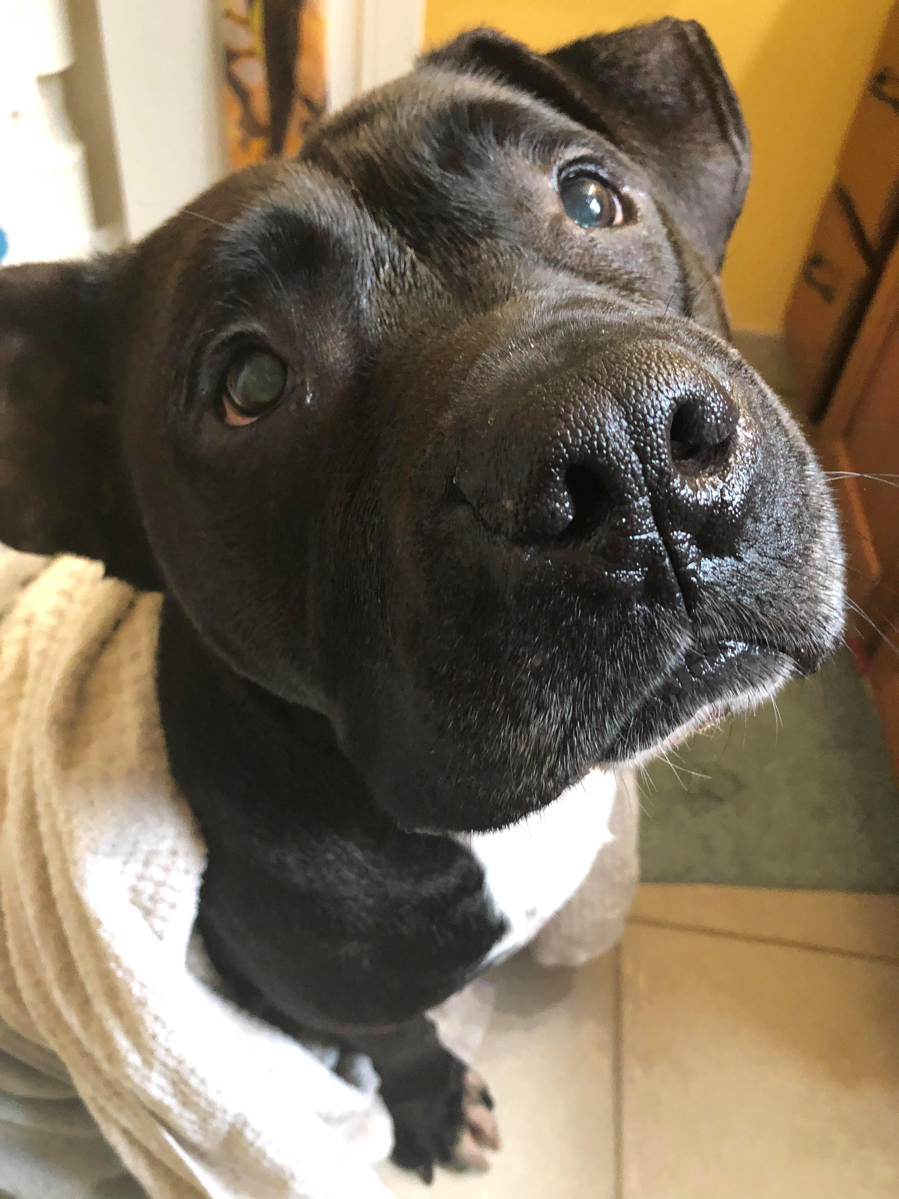 Desi, an adoptable Labrador Retriever, American Staffordshire Terrier in Macomb, MI, 48042 | Photo Image 1