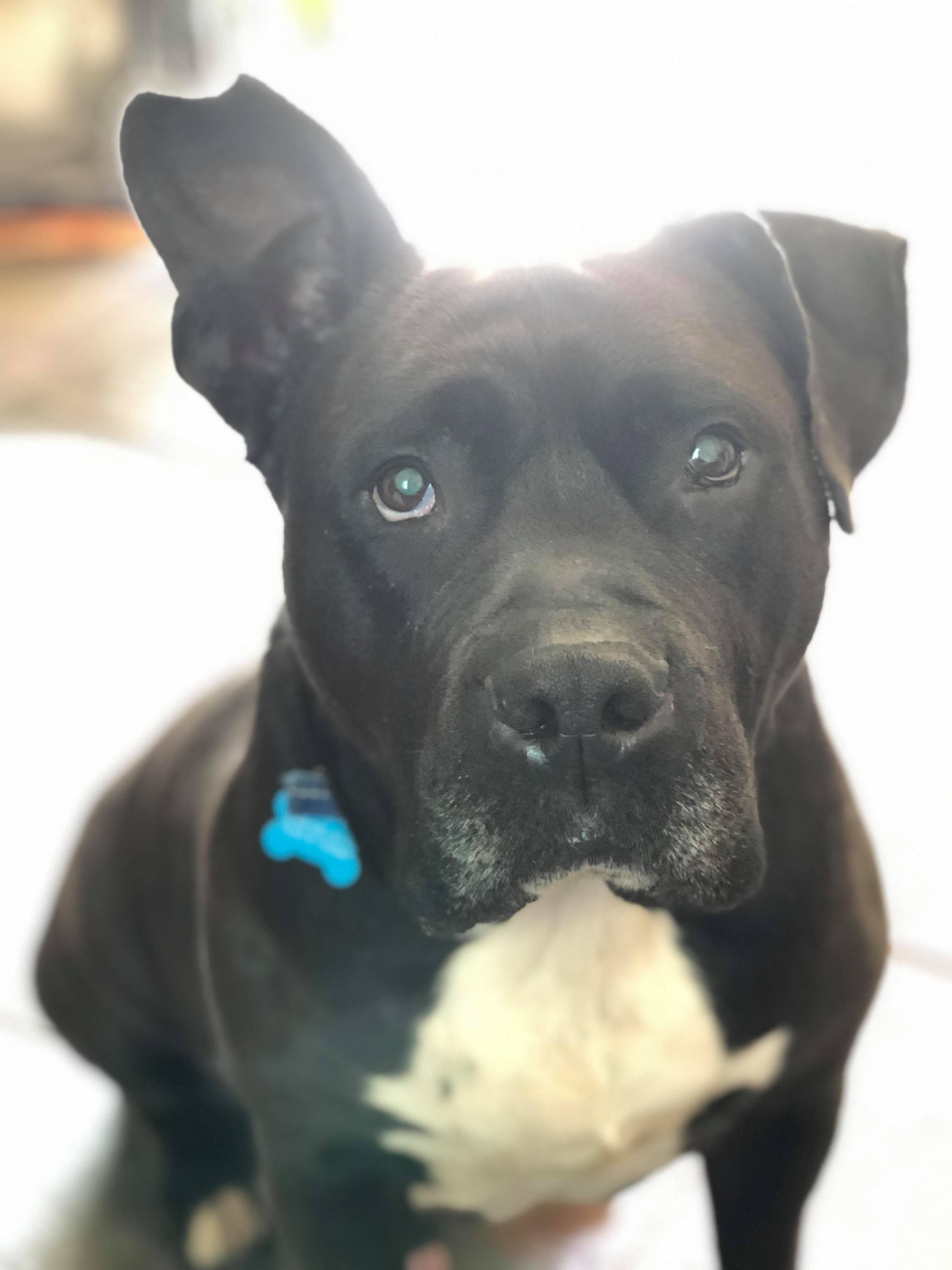 Desi, an adoptable Labrador Retriever, American Staffordshire Terrier in Macomb, MI, 48042 | Photo Image 3