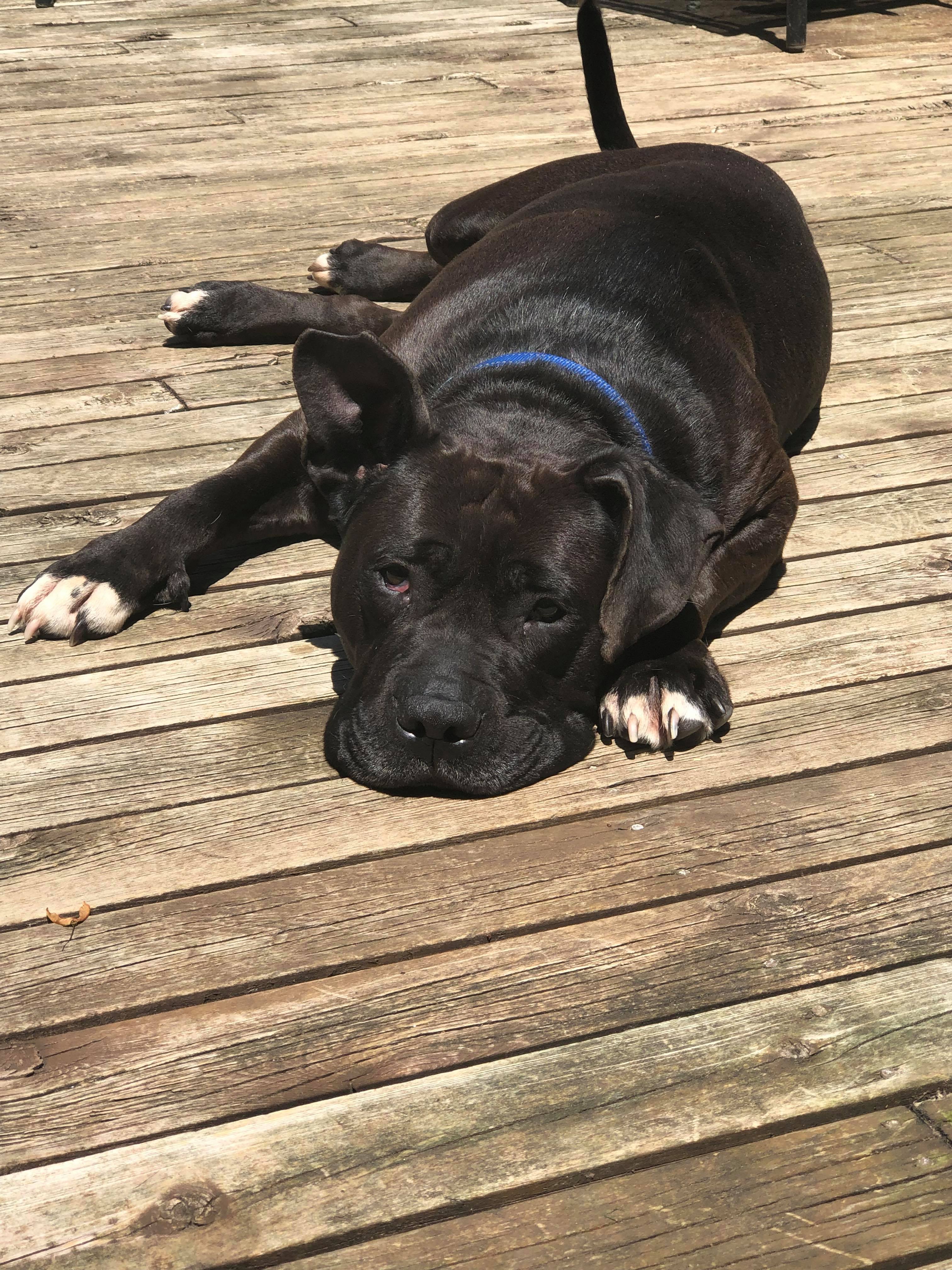 Desi, an adoptable Labrador Retriever, American Staffordshire Terrier in Macomb, MI, 48042 | Photo Image 4