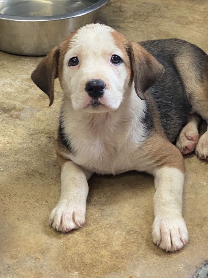 Karen, an adoptable Boxer Mix in Mechanicsburg, OH