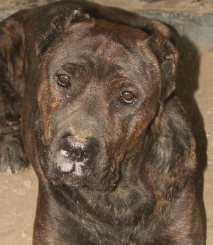 Titan, an adoptable Mastiff in Savannah, MO, 64485 | Photo Image 1