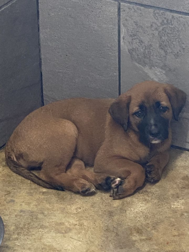 Susan, an adoptable Boxer Mix in Mechanicsburg, OH