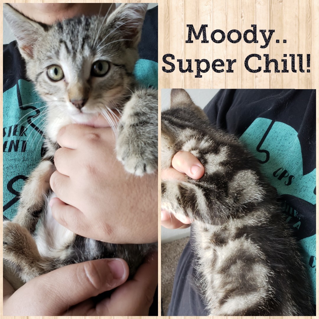 Cat for adoption - Moody, a Domestic 