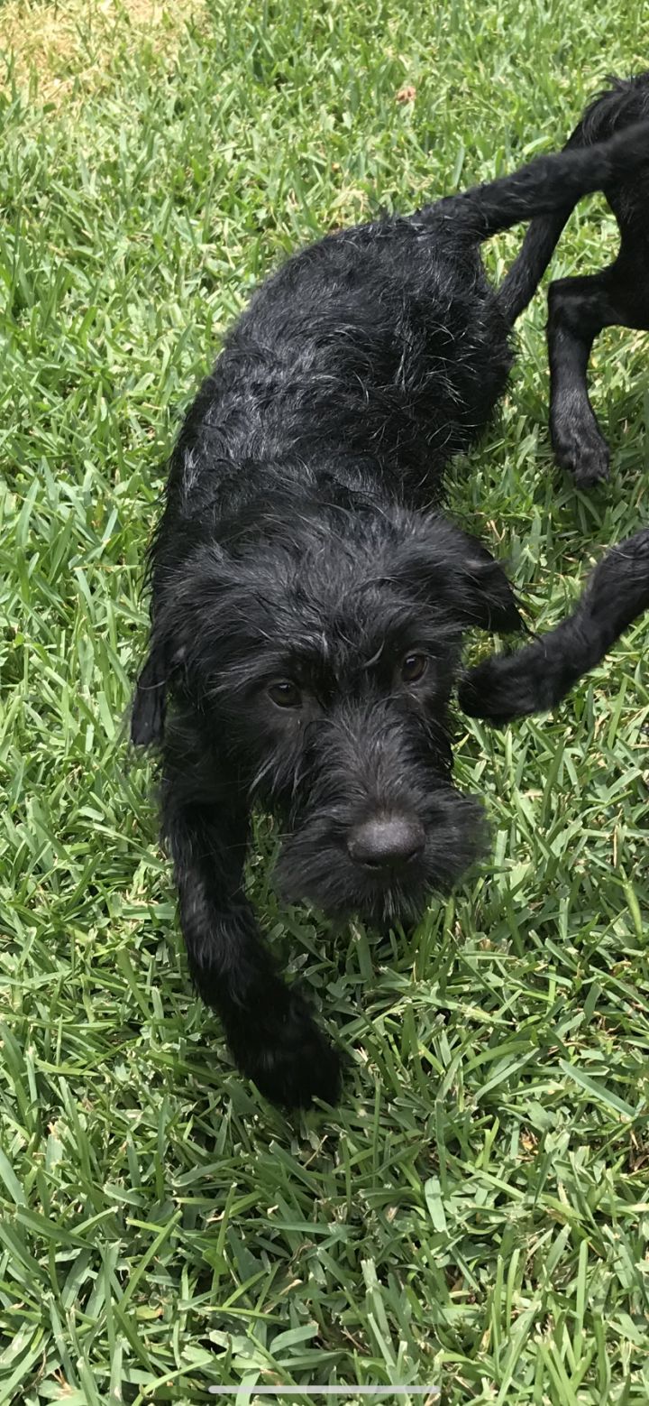 Oliver 2