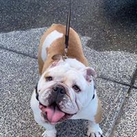 Lynch, an adoptable English Bulldog in Kennewick, WA, 99336 | Photo Image 3