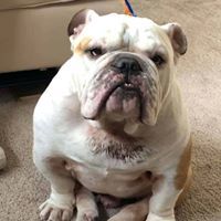 Lynch, an adoptable English Bulldog in Kennewick, WA, 99336 | Photo Image 4