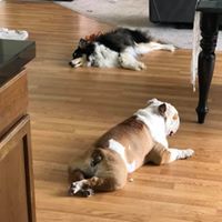 Lynch, an adoptable English Bulldog in Kennewick, WA, 99336 | Photo Image 5