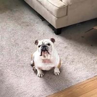 Lynch, an adoptable English Bulldog in Kennewick, WA, 99336 | Photo Image 1