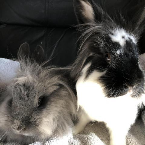 Charger and Juju, an adoptable Lionhead in Rock Hall, MD_image-2