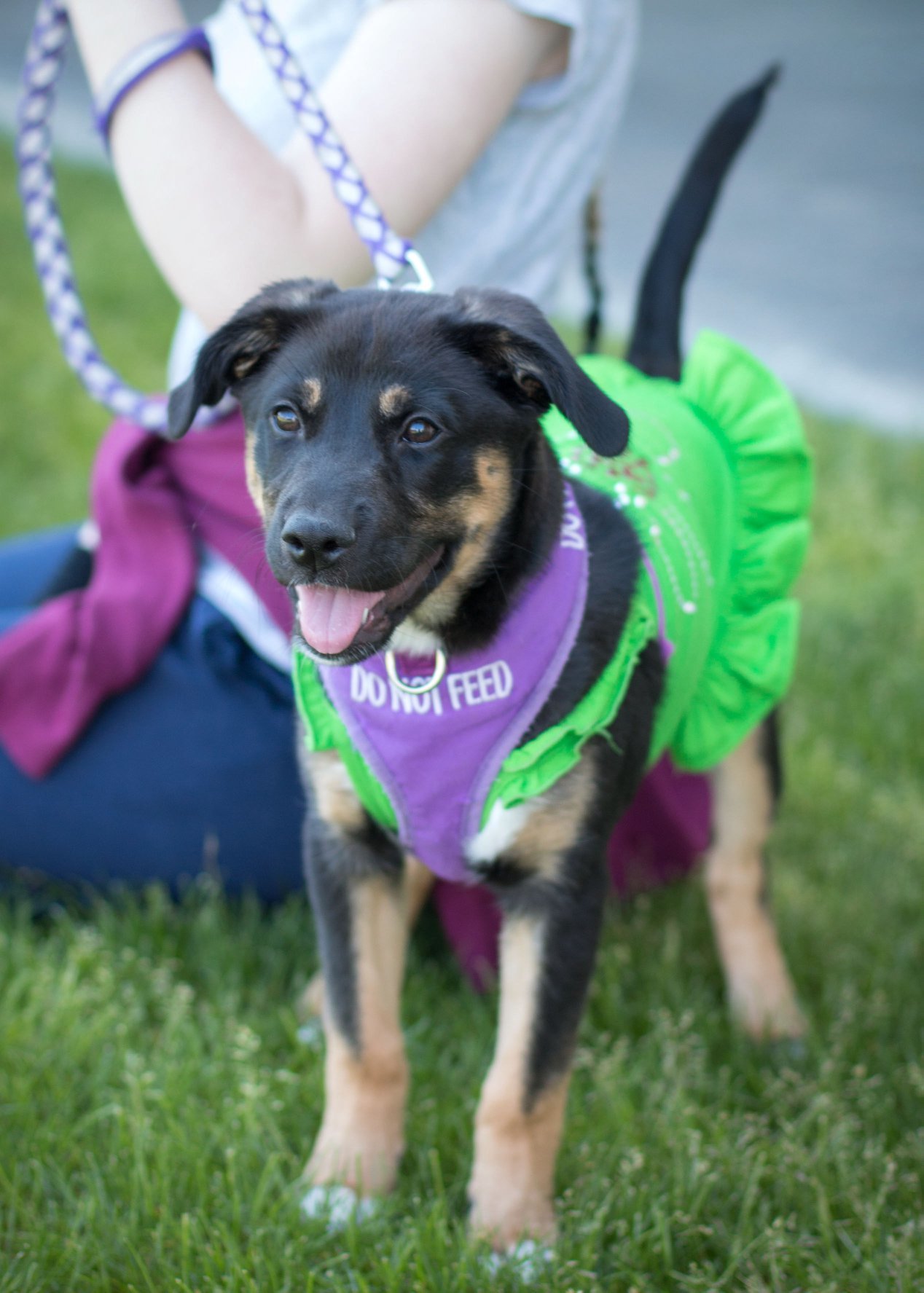 Lily, an adoptable German Shepherd Dog in Kennewick, WA, 99336 | Photo Image 1