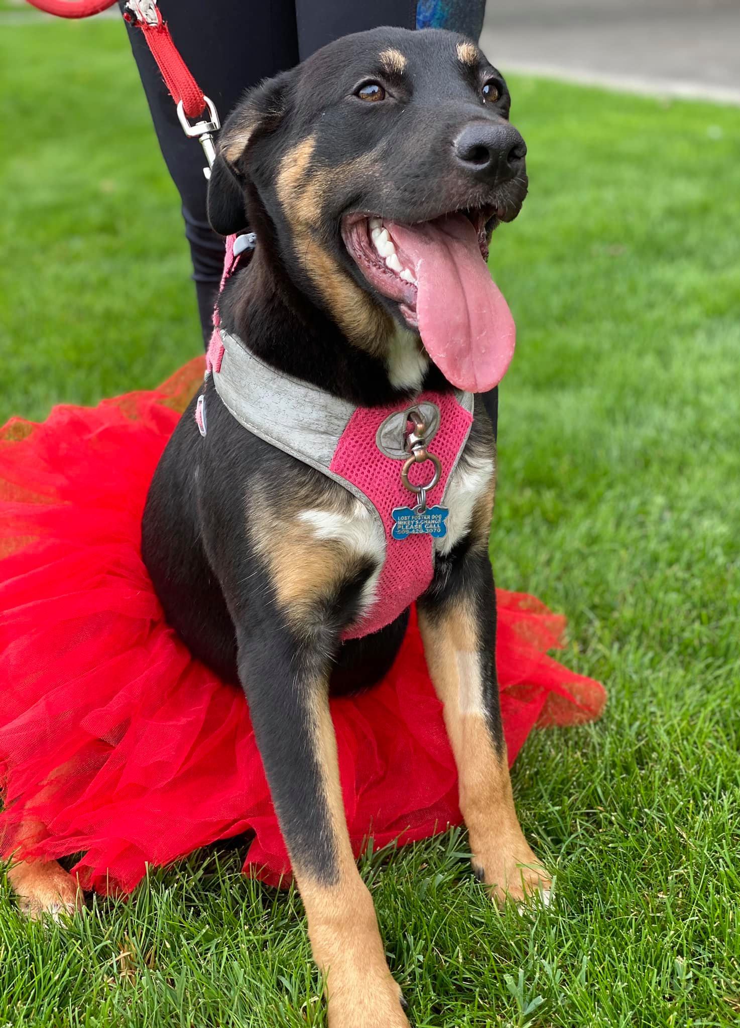 Lily, an adoptable German Shepherd Dog in Kennewick, WA, 99336 | Photo Image 2
