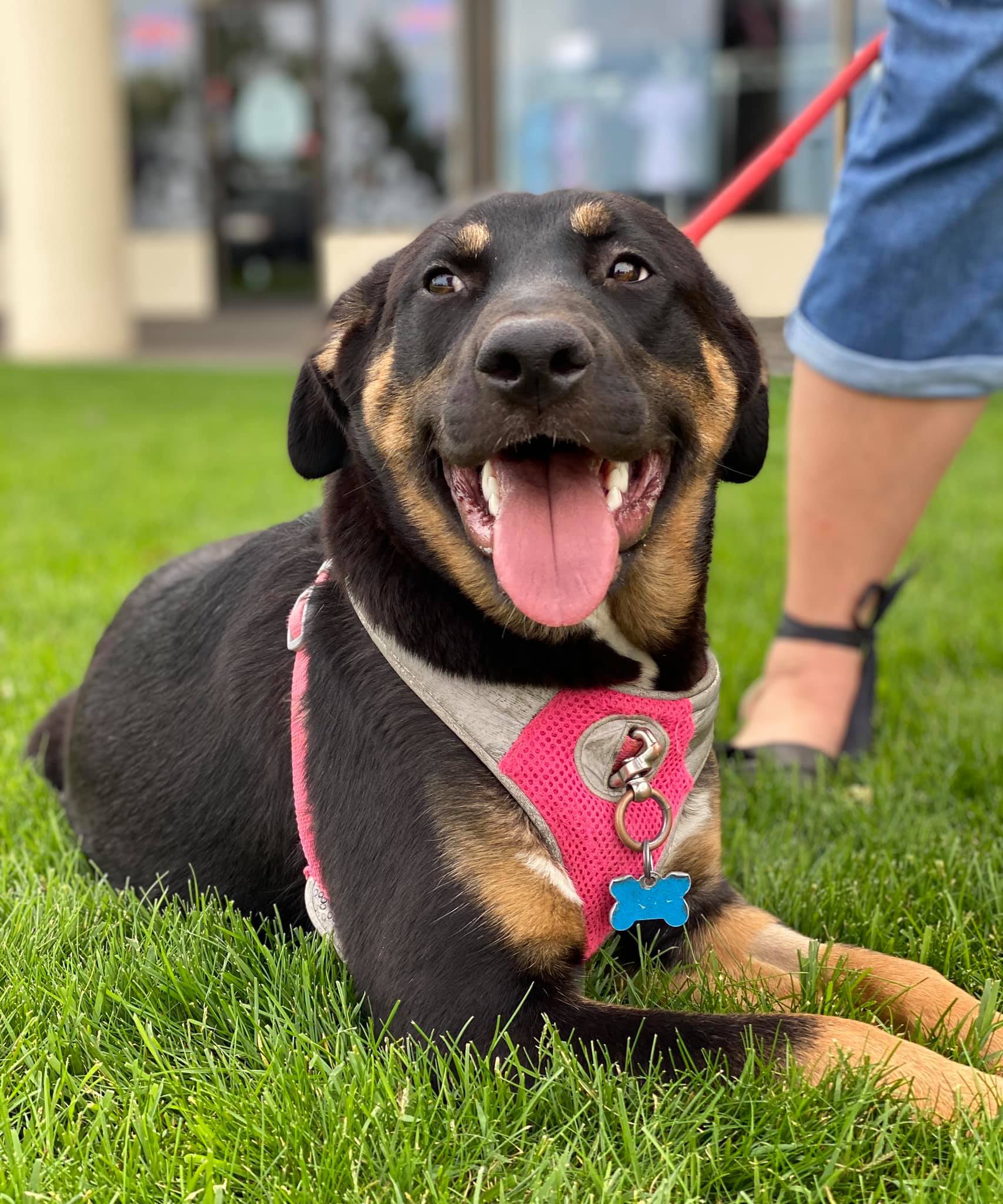 Lily, an adoptable German Shepherd Dog in Kennewick, WA, 99336 | Photo Image 3