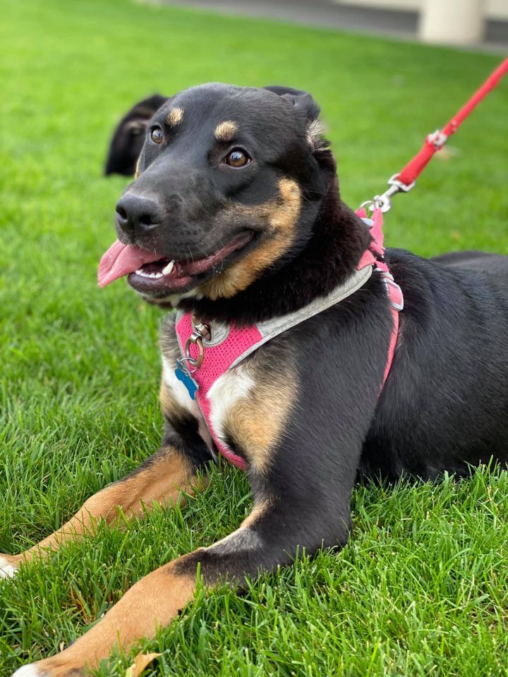 Dog for adoption - Lily, a German Shepherd Dog Mix in Kennewick, WA ...