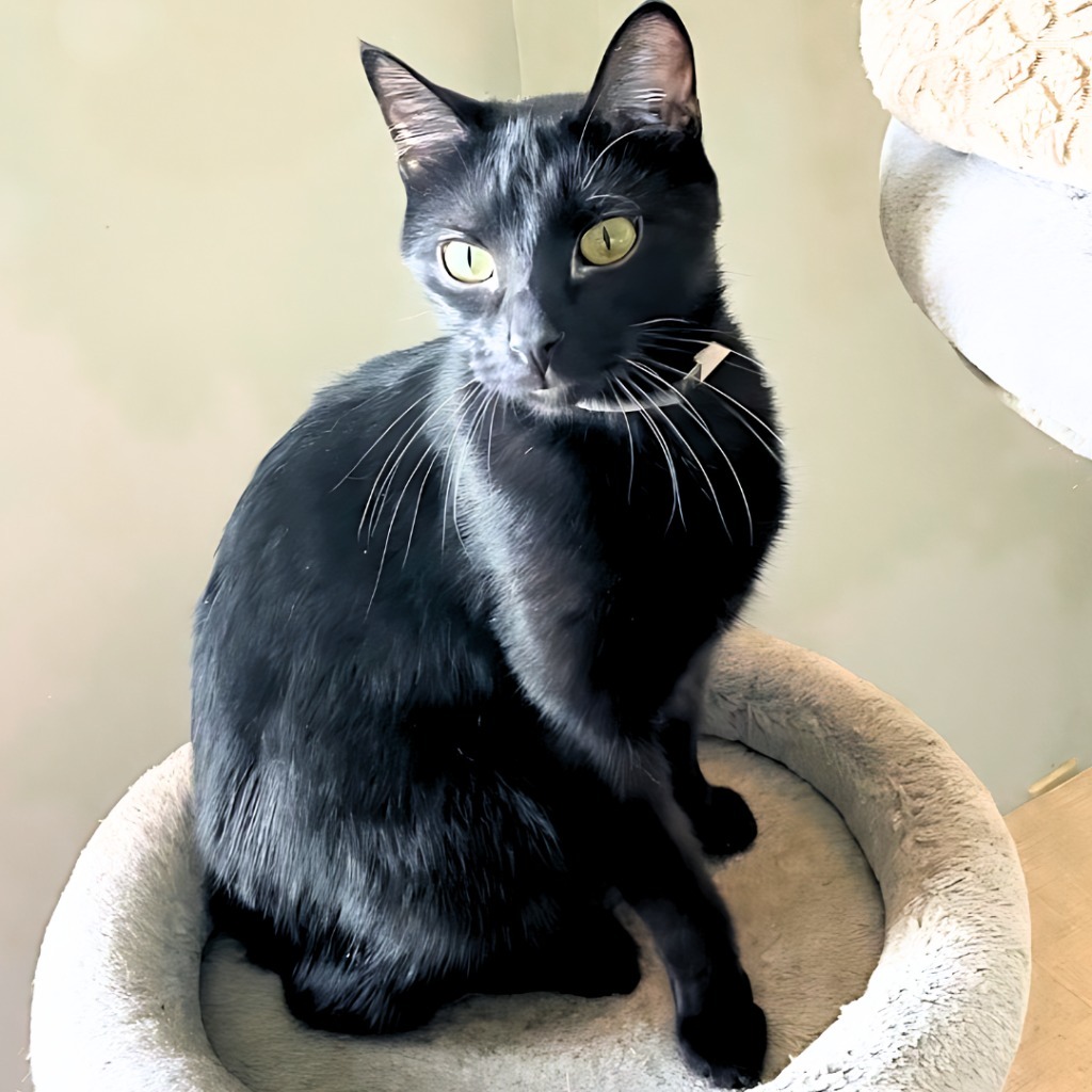 Bobby, an adoptable Domestic Short Hair in Algona, IA, 50511 | Photo Image 1