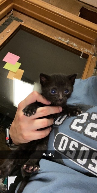 Bobby, an adoptable Domestic Short Hair in Algona, IA, 50511 | Photo Image 2