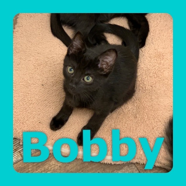 Bobby, an adoptable Domestic Short Hair in Algona, IA, 50511 | Photo Image 3