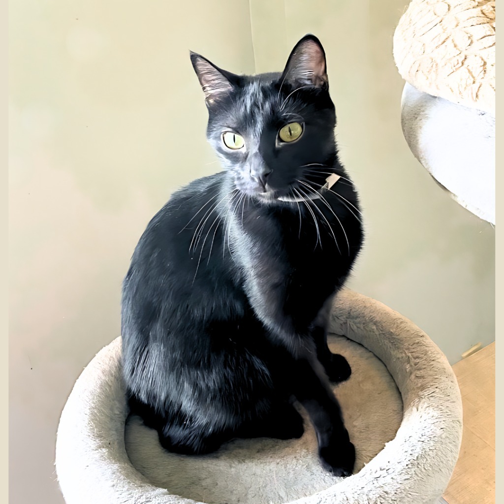 Bobby, an adoptable Domestic Short Hair in Algona, IA, 50511 | Photo Image 5