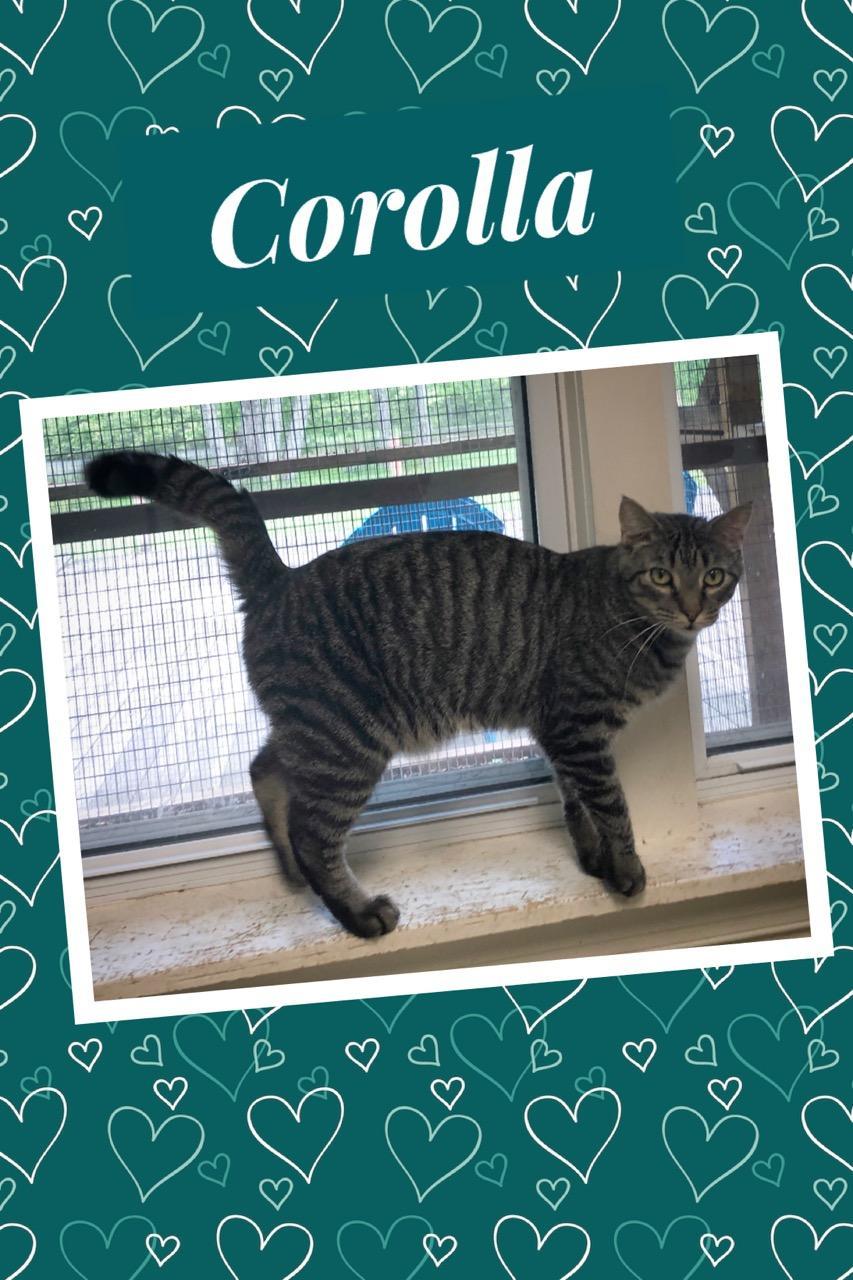 Corolla, an adoptable Domestic Short Hair in Tower City, PA, 17980 | Photo Image 1