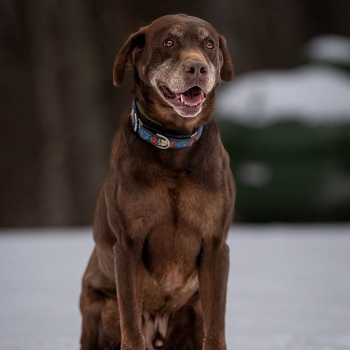 Optimus, an adoptable Chocolate Labrador Retriever, Labrador Retriever in Sparta, NJ, 07871 | Photo Image 2
