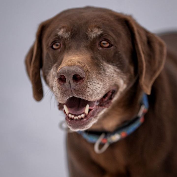 Optimus, an adoptable Chocolate Labrador Retriever, Labrador Retriever in Sparta, NJ, 07871 | Photo Image 3