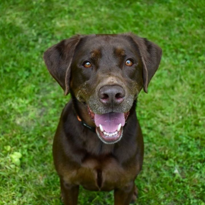 Optimus, an adoptable Chocolate Labrador Retriever, Labrador Retriever in Sparta, NJ, 07871 | Photo Image 1
