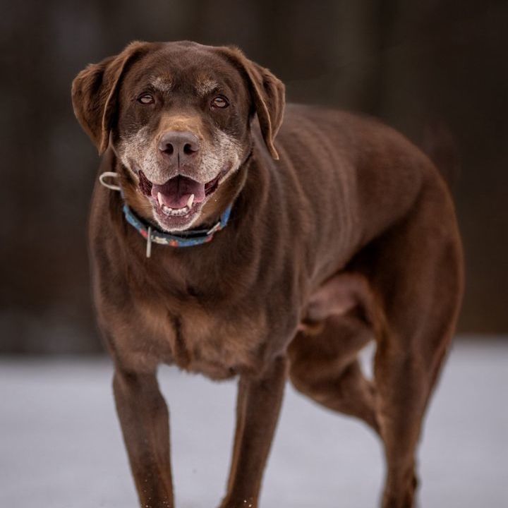 Optimus, an adoptable Chocolate Labrador Retriever, Labrador Retriever in Sparta, NJ, 07871 | Photo Image 4