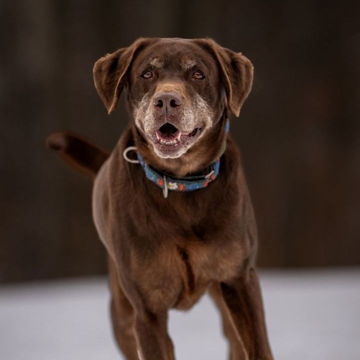 Optimus, an adoptable Chocolate Labrador Retriever, Labrador Retriever in Sparta, NJ, 07871 | Photo Image 5