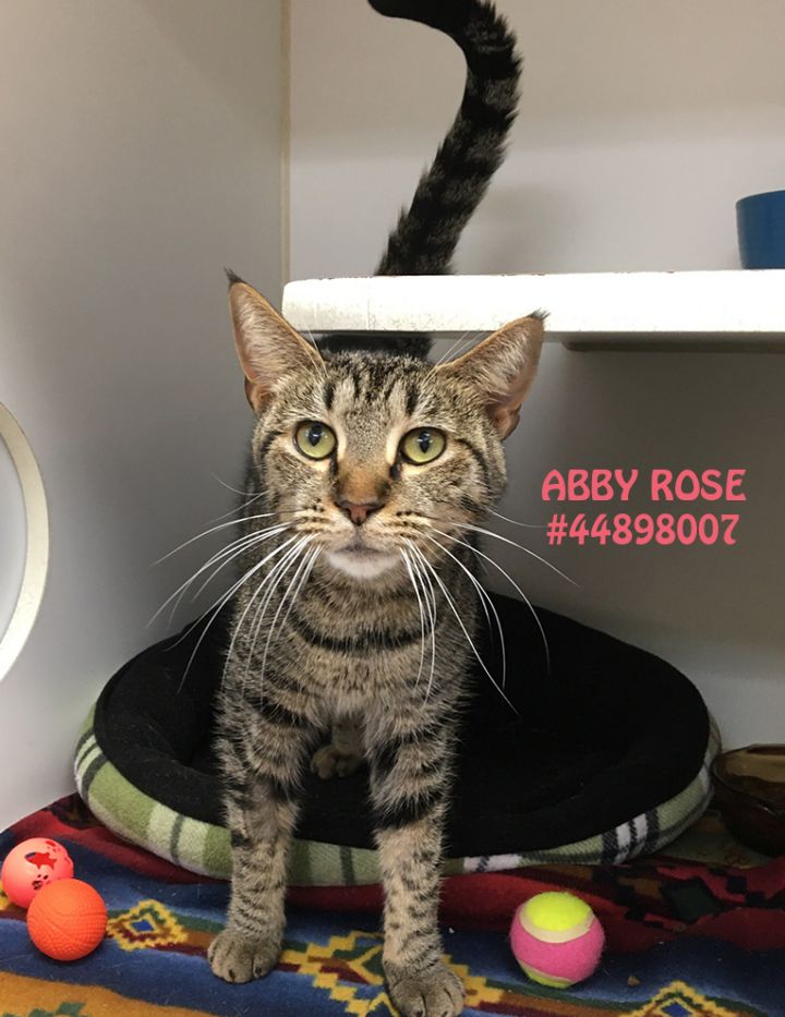 Abby Rose 1