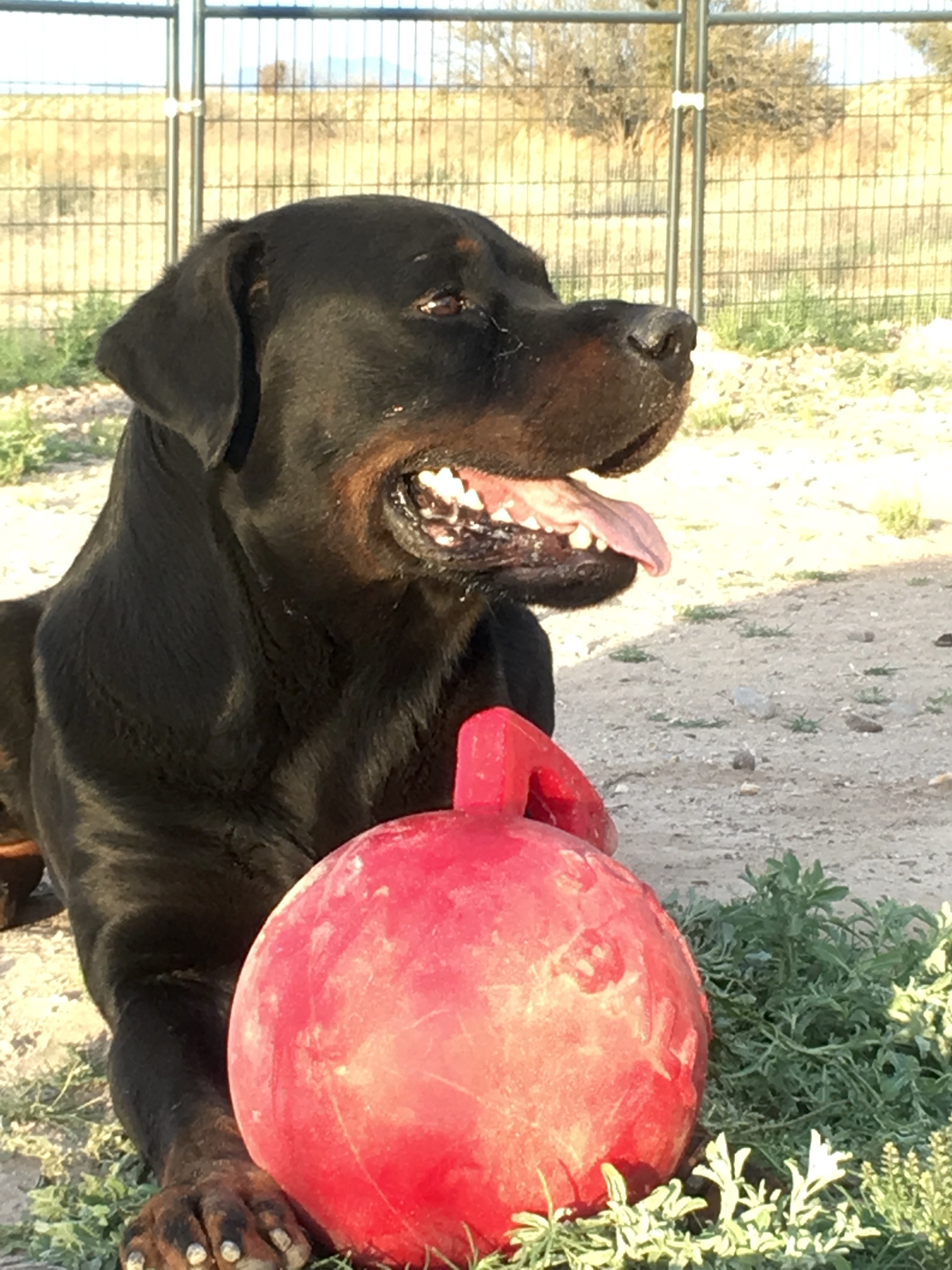 Samson, an adoptable Rottweiler in Thatcher, AZ, 85552 | Photo Image 2