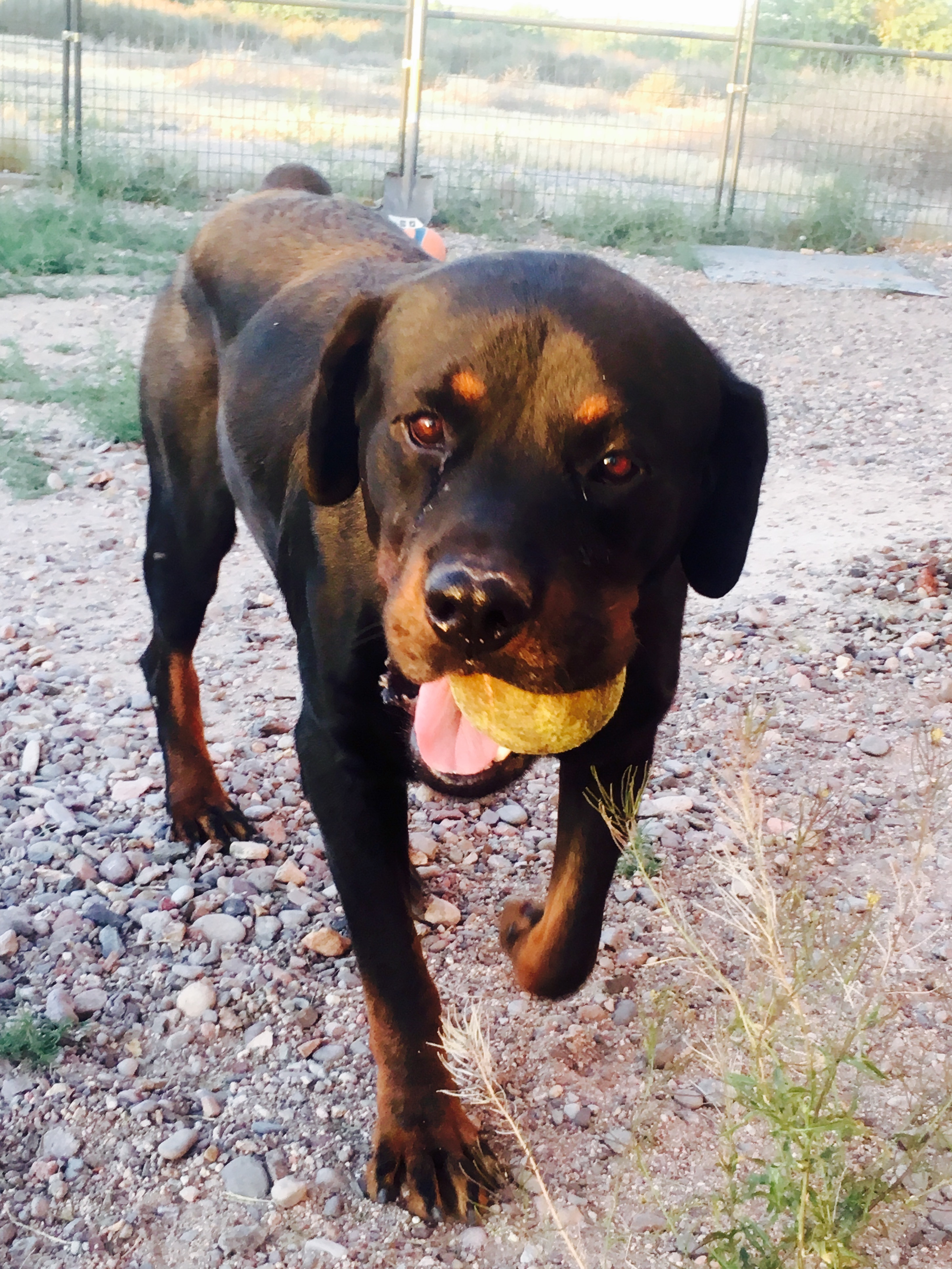 Samson, an adoptable Rottweiler in Thatcher, AZ, 85552 | Photo Image 3