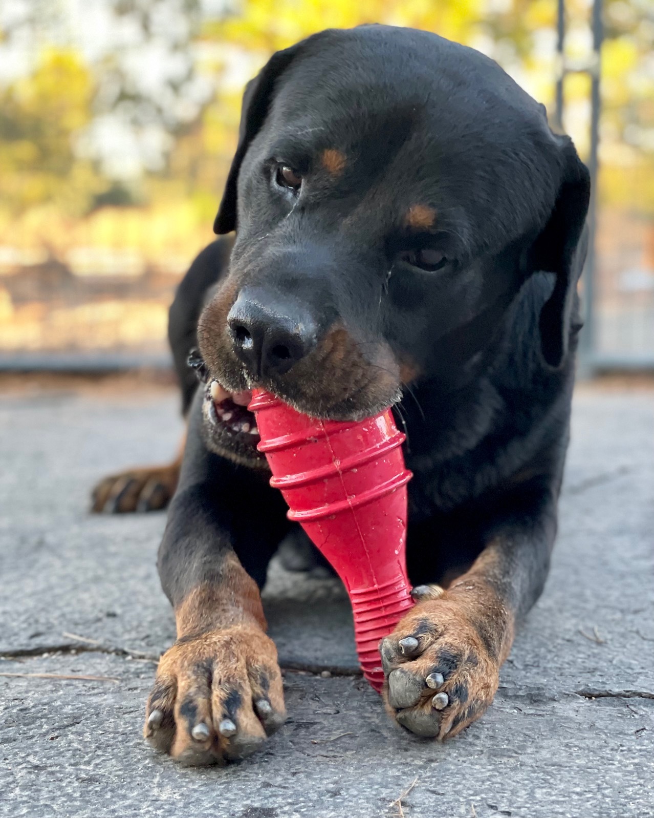 Samson, an adoptable Rottweiler in Thatcher, AZ, 85552 | Photo Image 1