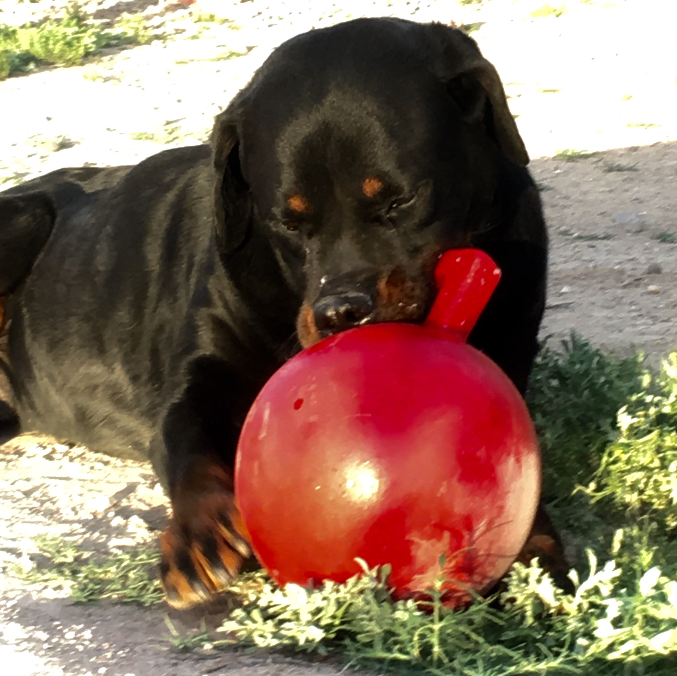 Samson, an adoptable Rottweiler in Thatcher, AZ, 85552 | Photo Image 4