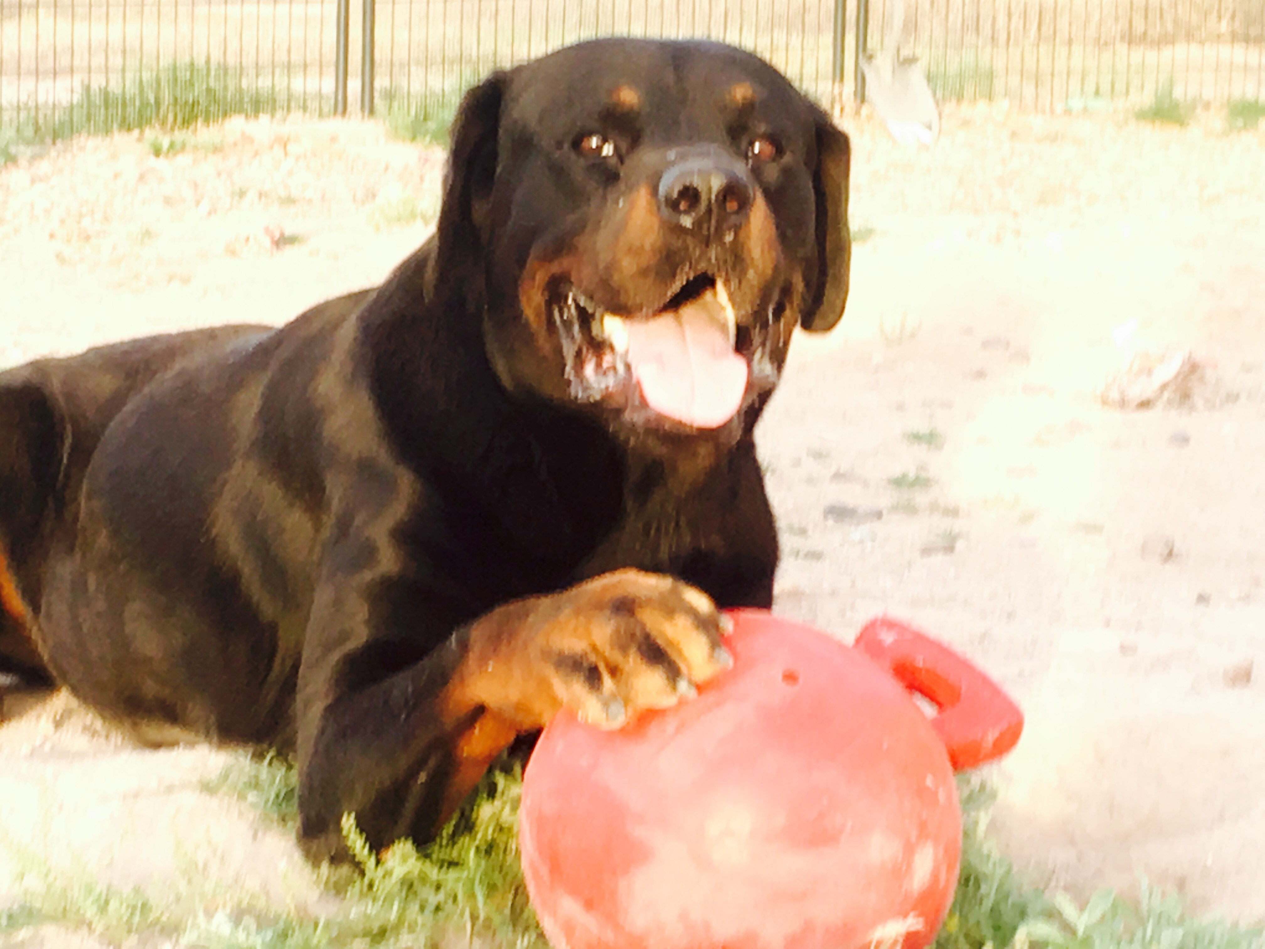 Samson, an adoptable Rottweiler in Thatcher, AZ, 85552 | Photo Image 5