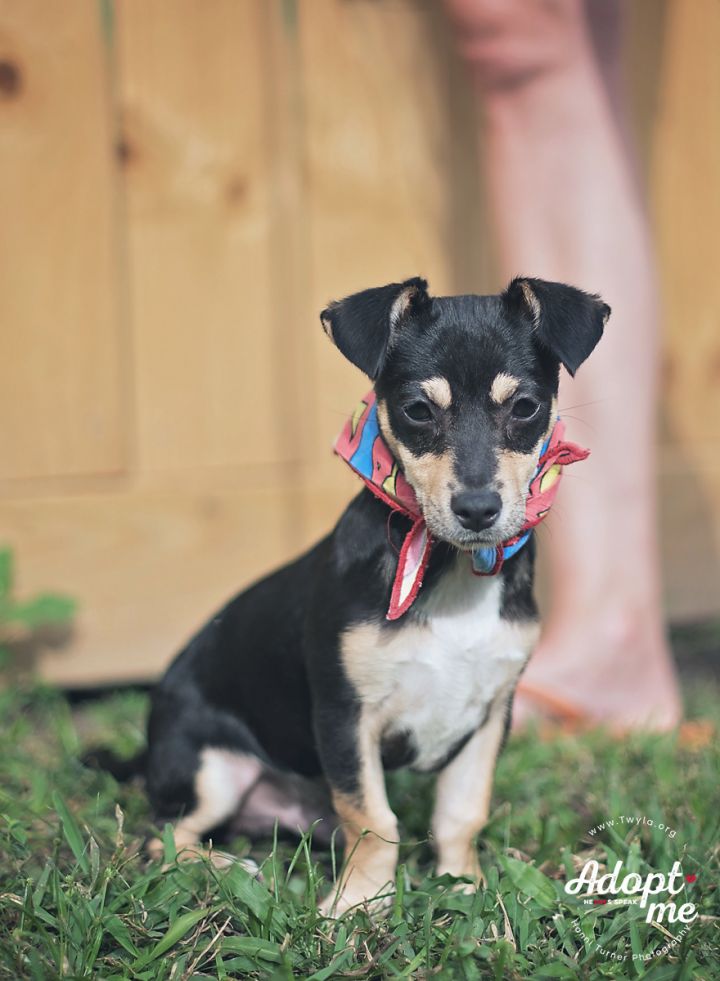 Alexander, an adopted Dachshund & Chihuahua Mix in Kingwood, TX_image-2