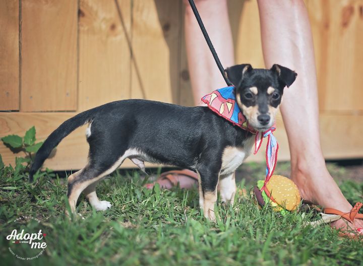Alexander, an adopted Dachshund & Chihuahua Mix in Kingwood, TX_image-3