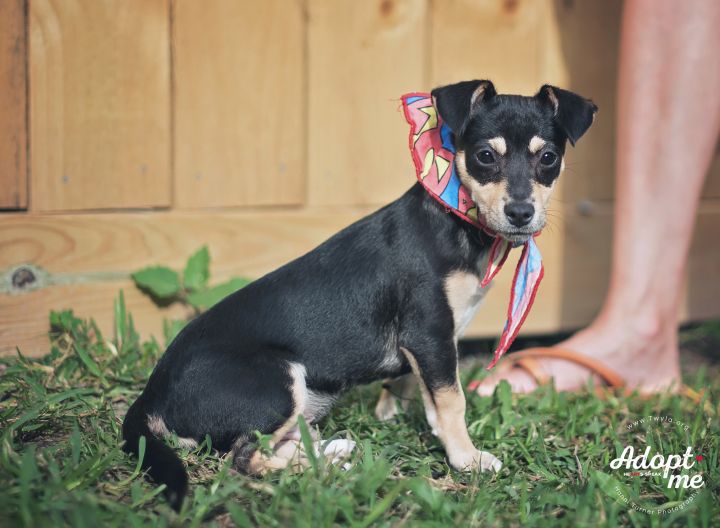 Alexander, an adopted Dachshund & Chihuahua Mix in Kingwood, TX_image-5