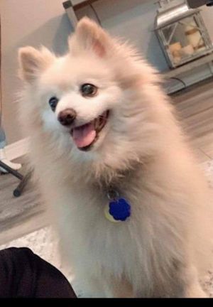 Dog For Adoption Pom Pom A Pomeranian In Chatham On Petfinder