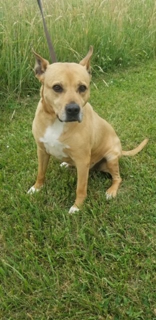 american dingo pitbull mix