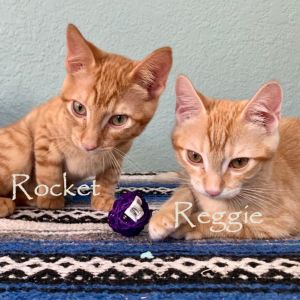 Reggie and Rascal
