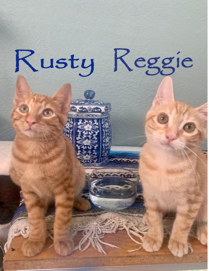 Reggie and Rascal 5
