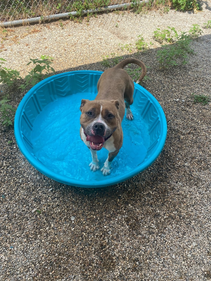 KORA, an adoptable American Staffordshire Terrier in Columbus, IN, 47201 | Photo Image 2