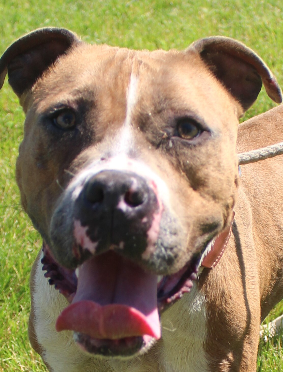 KORA, an adoptable American Staffordshire Terrier in Columbus, IN, 47201 | Photo Image 3