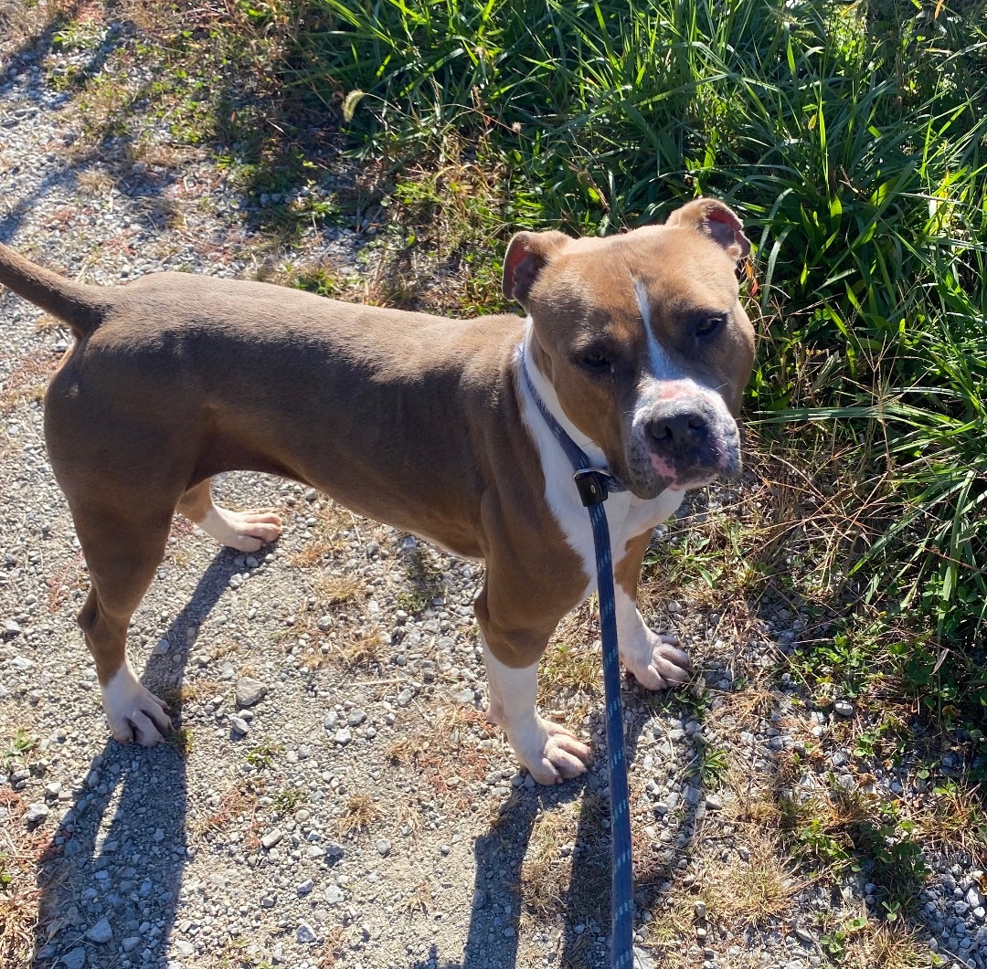 KORA, an adoptable American Staffordshire Terrier in Columbus, IN, 47201 | Photo Image 4