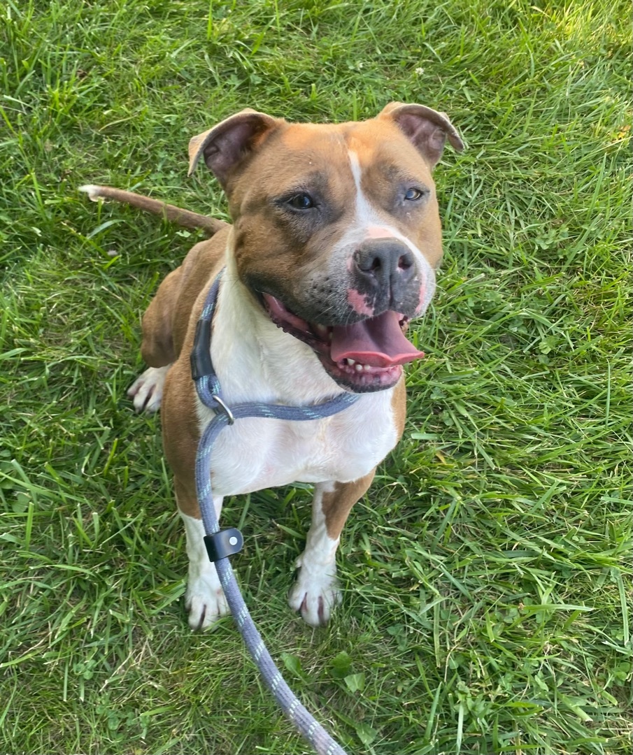 KORA, an adoptable American Staffordshire Terrier in Columbus, IN, 47201 | Photo Image 1