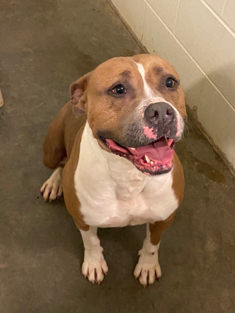 KORA, an adoptable American Staffordshire Terrier in Columbus, IN, 47201 | Photo Image 5