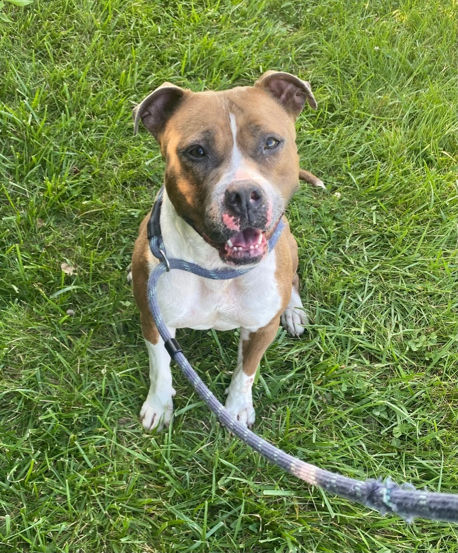 KORA, an adoptable American Staffordshire Terrier in Columbus, IN, 47201 | Photo Image 6